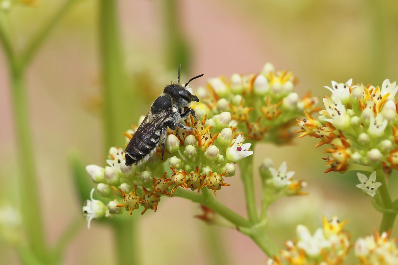 Megachile sp.